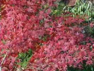 Fish and colored trees  Japan