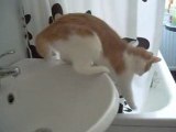 Katten leker med vattnet