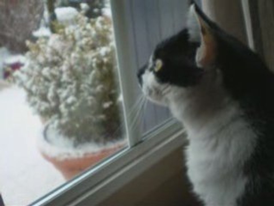 Mimine et la neige Janvier 2009