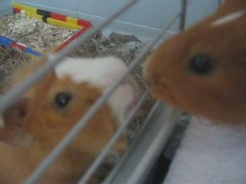 Les nouveaux débarquent : arrivée cochons d'indes