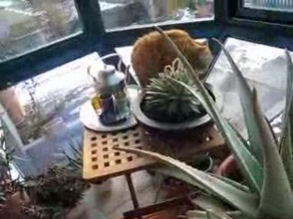 Exotic shorthair Akita américain véranda