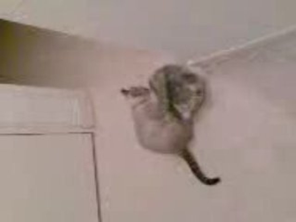 Mon chat