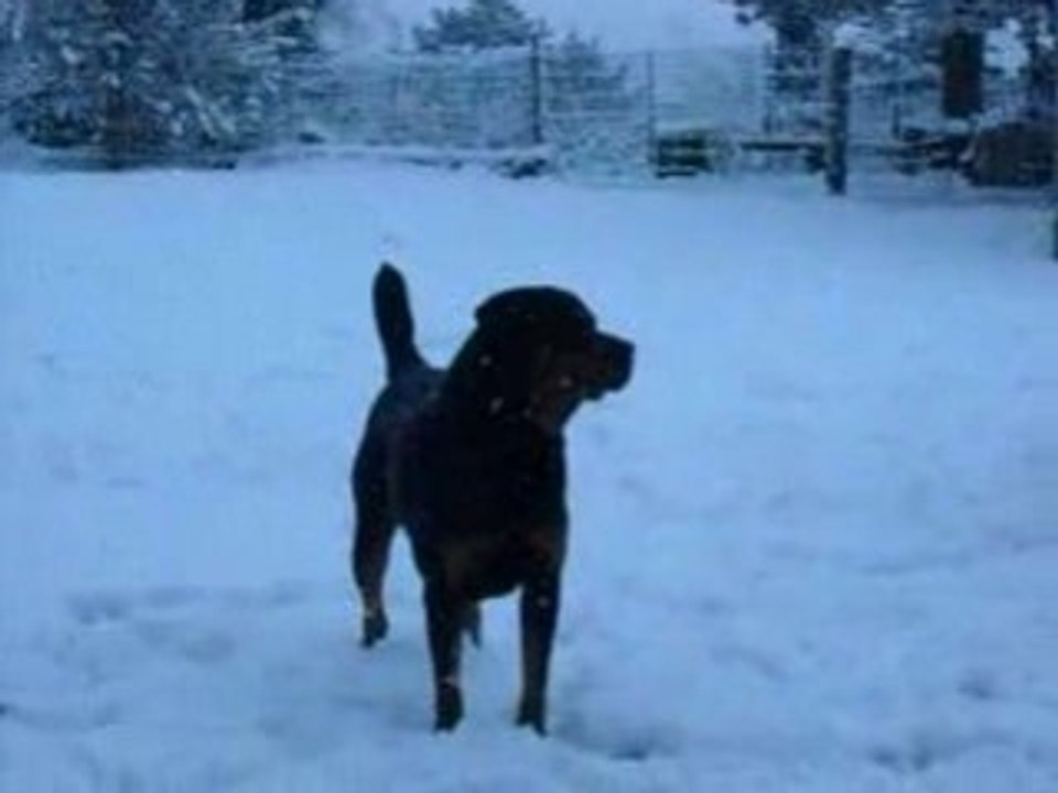 Mes rottweillers Tyson et Sky!
