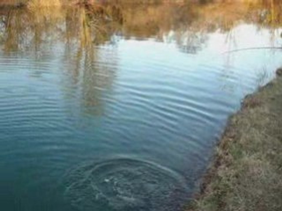 Brochet au spinner à la Sauvageonne