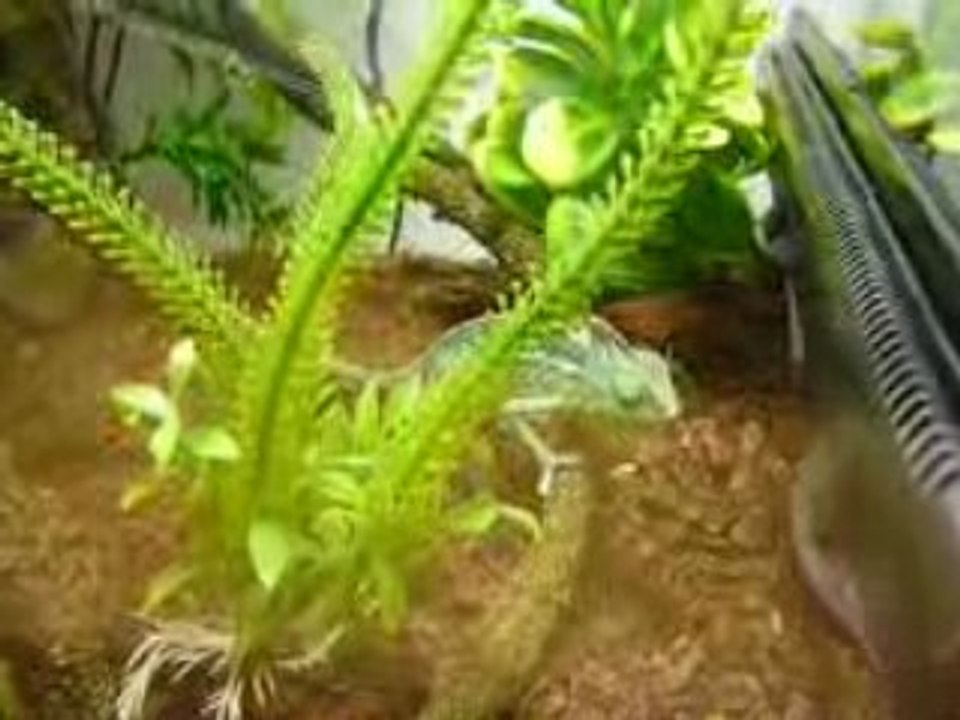 Mr Caméléon