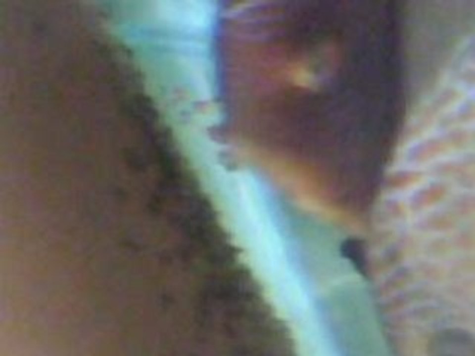 Yavrular  konide  sallanırken