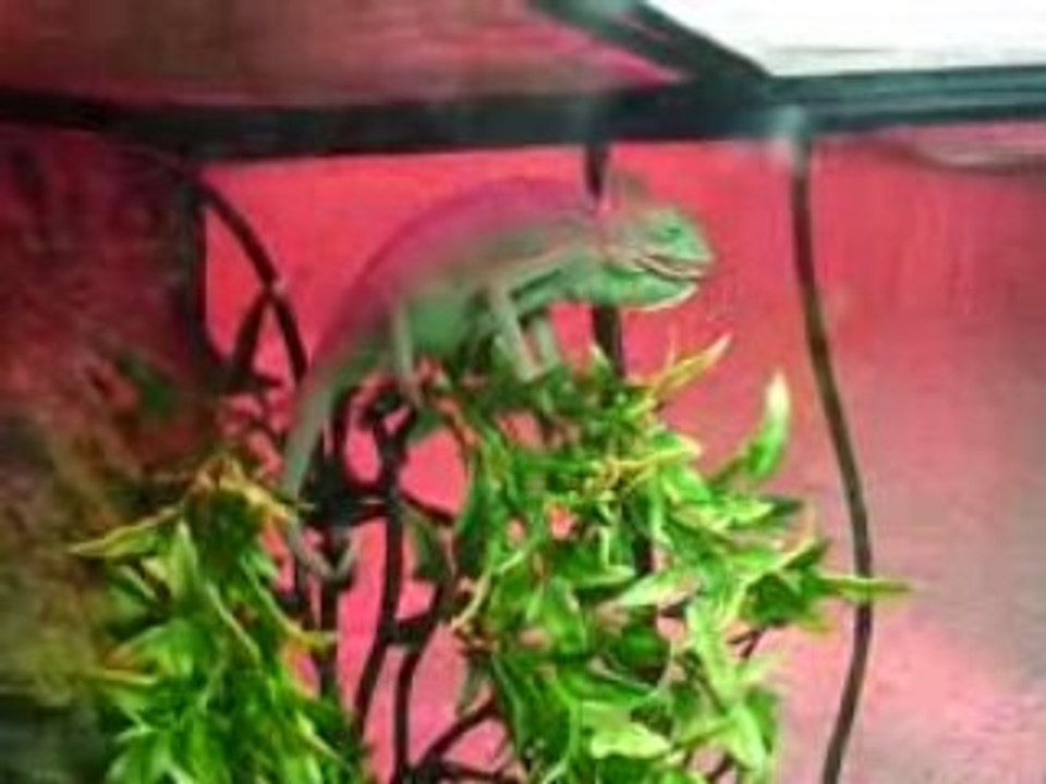 Mr Caméléon 2