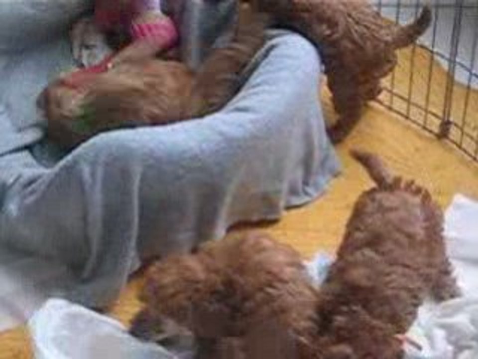 Video chiots 2009 001