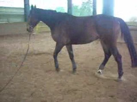 OR 2008 04 06 Longe Trot MG