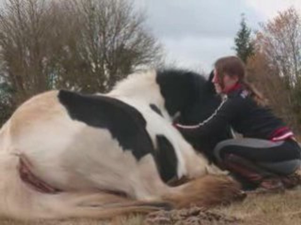 Couché d'une jument