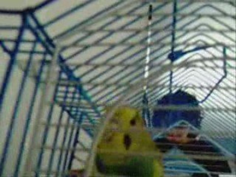 Parakeet techno