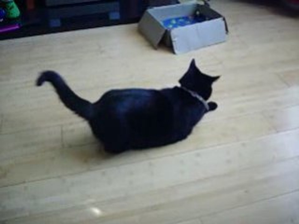 Cat chasing light reflection video Dailymotion