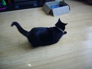 Cat chasing light reflection