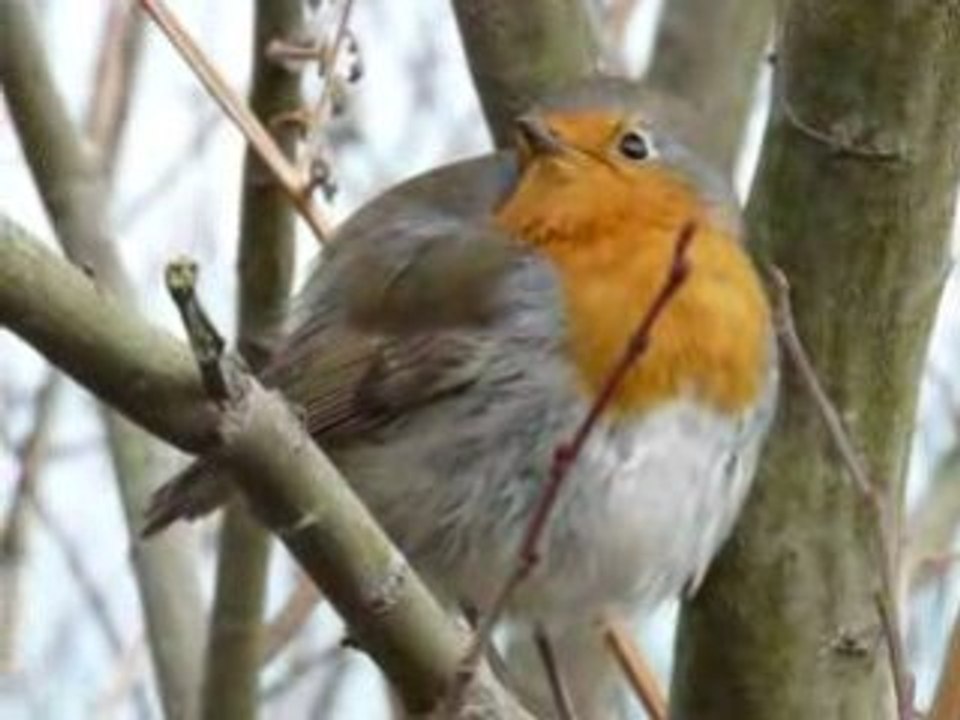 Rouge-gorge sur le sentier des douaniers (2)