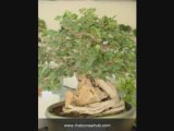 Growing Ficus Bonsai