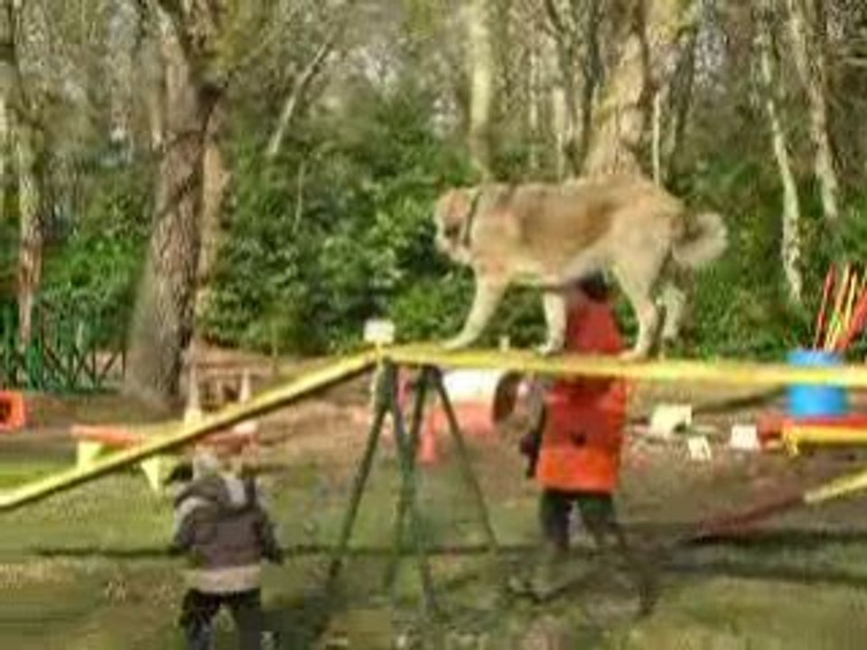 2nd lesson of agility for Camelia