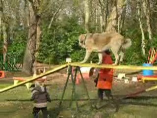 2nd lesson of agility for Camelia