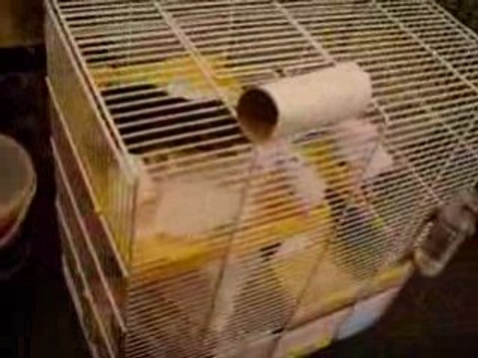 Nolife fait son stock de PQ pour le nid