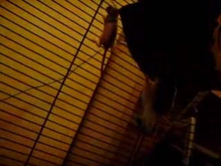 Portée Nolife - Bibous ratons cage de jeu pour 14