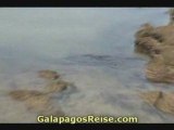 Galapagos Cruises Video sea turtles 03