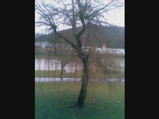 Saule pleureur