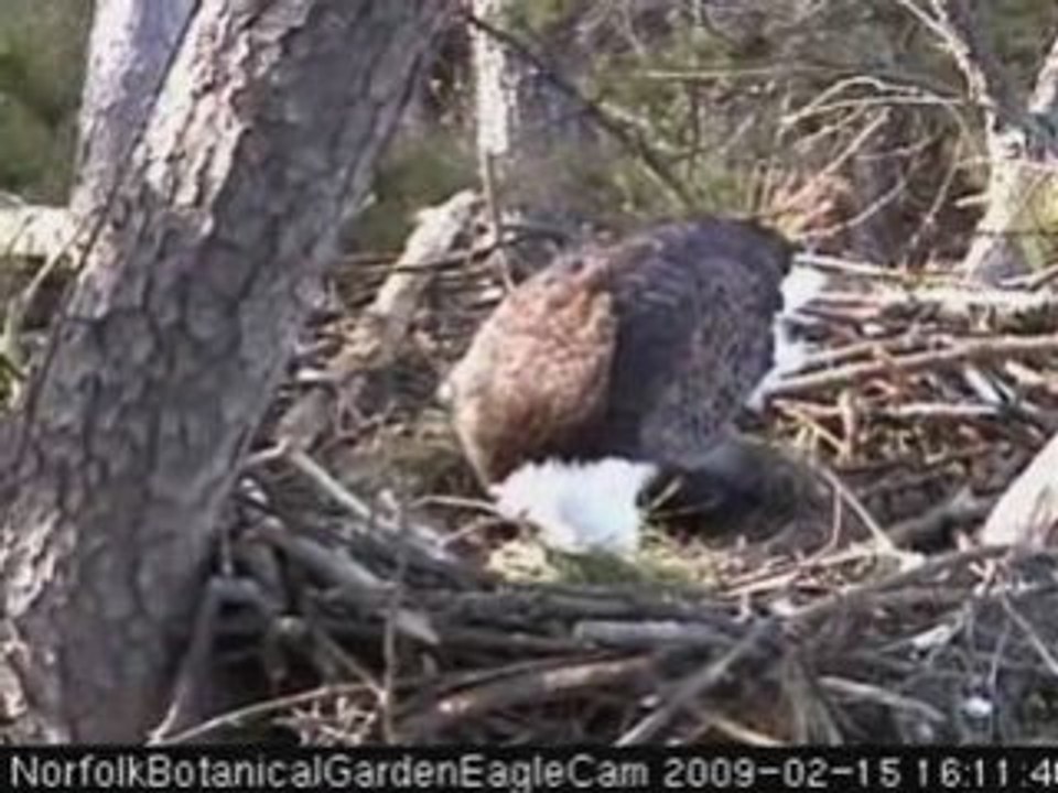 2/15/09~Egg Turn~2.05min.