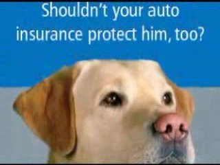 Car Insurance Cincinnati - Take Along Your Pet