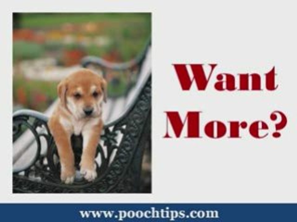 find instruction dog agility training