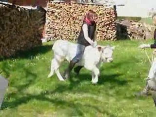 Une histoire de vache 2