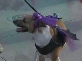 Rio gets ready for Carnival with pet parade