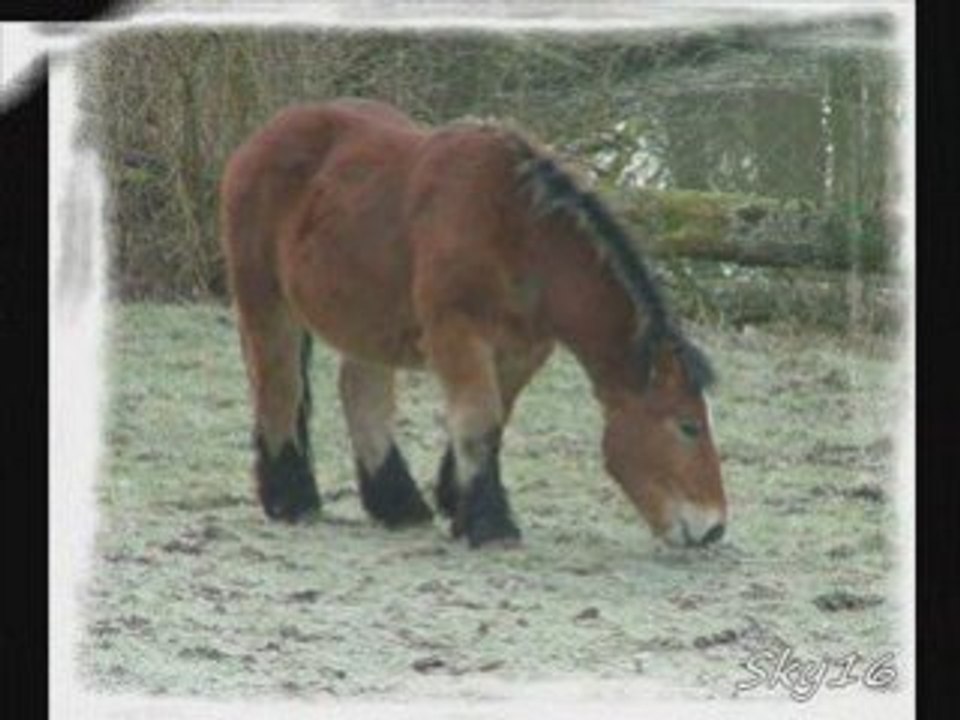 Chevaux au pré