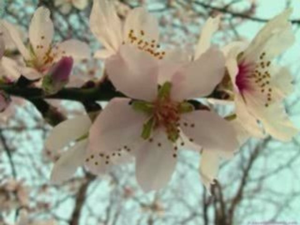 the quran nice voice  القرآن الكريم