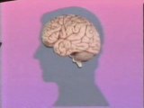 Cerebro y procesos cognitivos