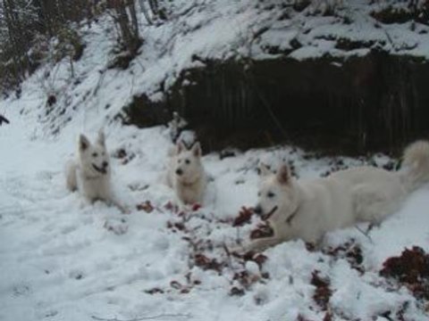 Balades du 15.02.2009 chucky sniper chloé er chado