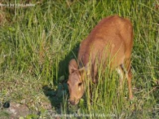 Kaziranga National Park