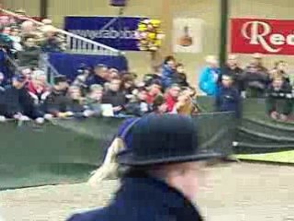 Wildzang's Golden Mark, Champion 3 ans WB, Ermelo 09