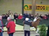 Champion Welsh B Stallion Show Ermelo 2009