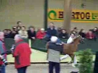 Champion Welsh B Stallion Show Ermelo 2009