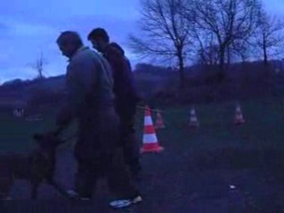 Dixie 6 mois 1/2 - Conduite recherche (janvier 2009)