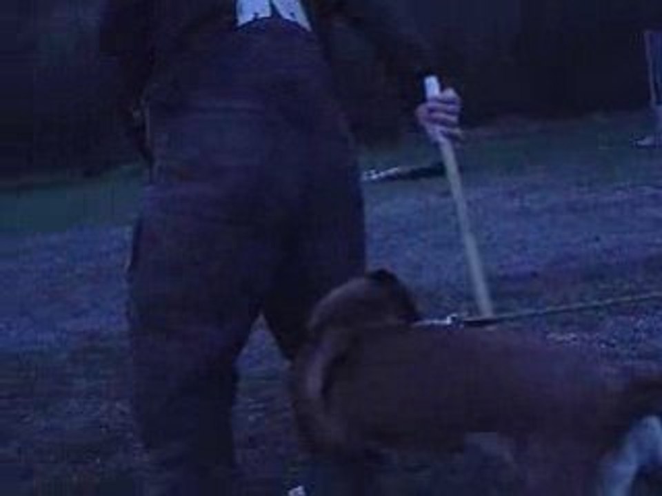 Dixie 6mois 1/2 - Mise en jambe2 (janvier 2009)