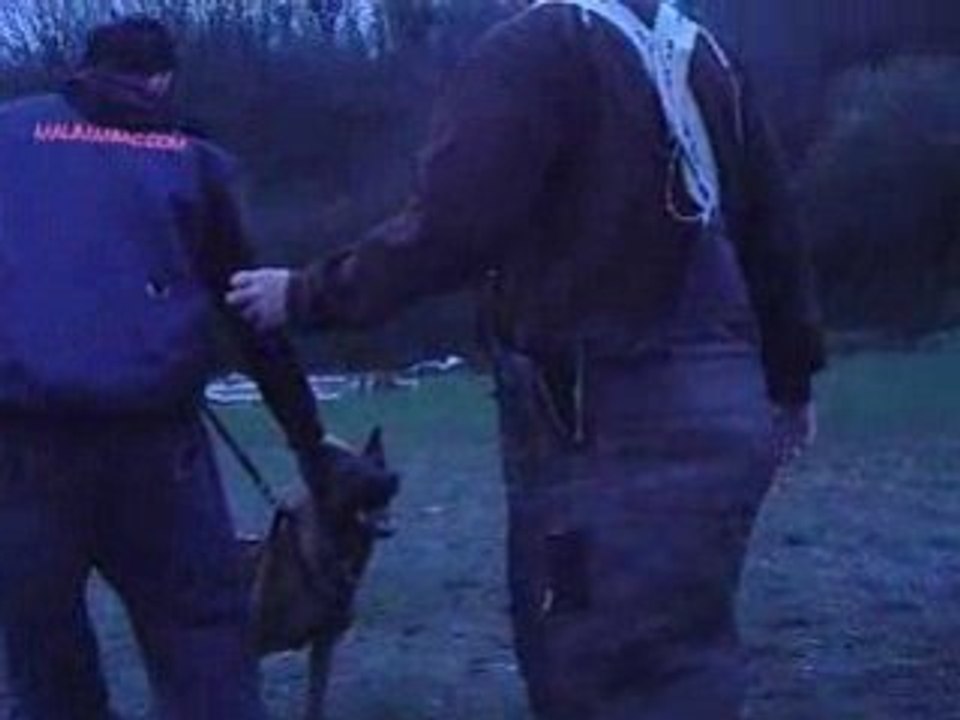 Dixie 6mois 1/2 - Défense du maître 1 (janvier 2009)