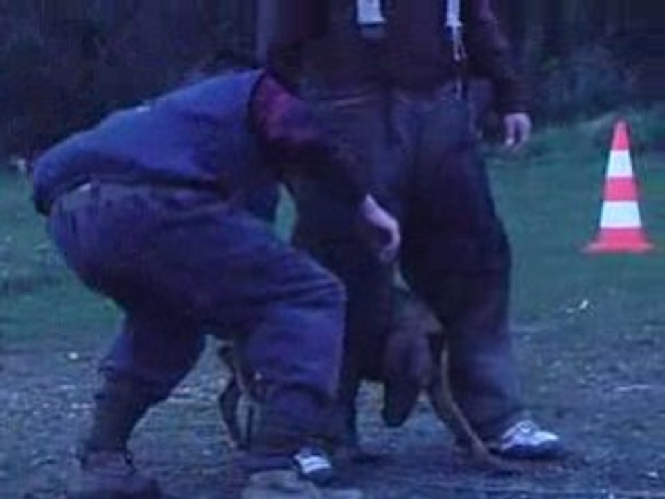 Dixie 6mois 1/2 - Défense du maître 2 (janvier 2009)