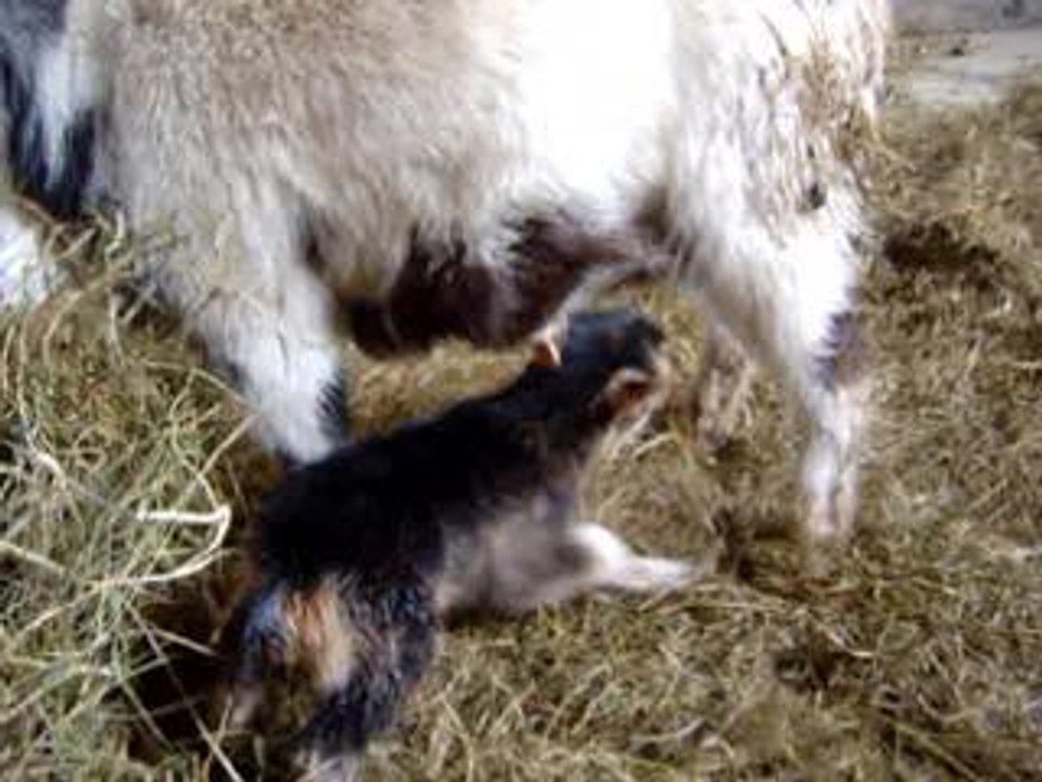 Ponpon a très faim