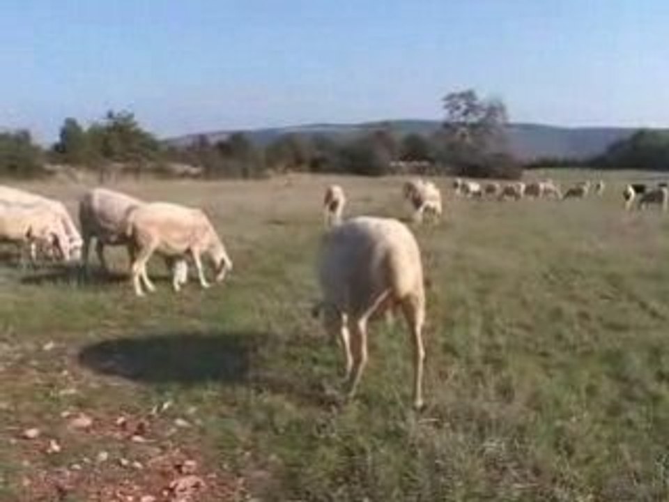L'affinage du Roquefort