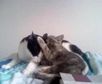 Calin de Chouchou et Loulou
