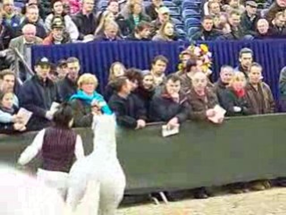 Ysselvliedt's Yavenduma, présentation stallion Show Ermelo