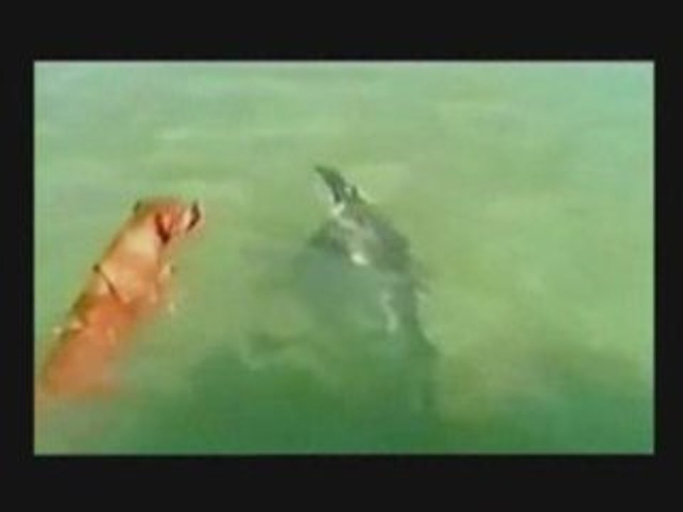 Le chien pecheur