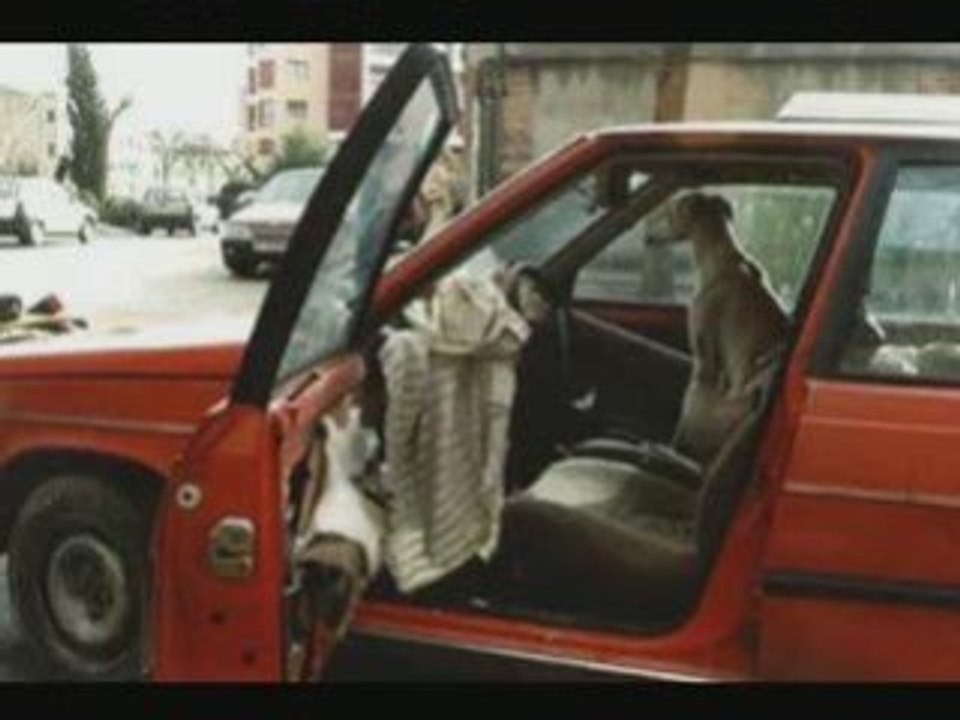 Spanien und seine Hunde