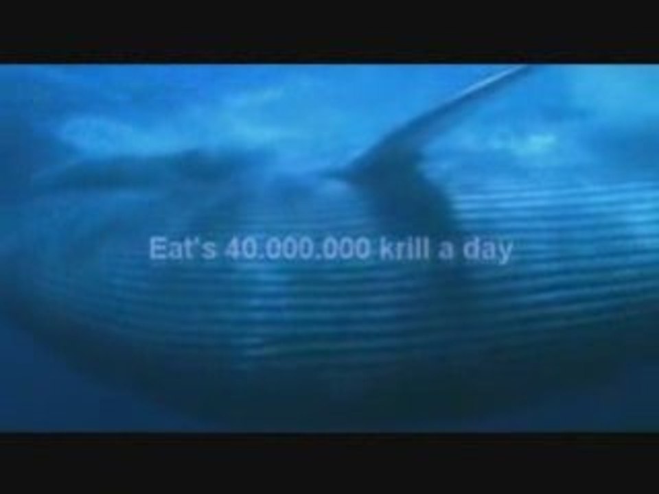biggest animal ever