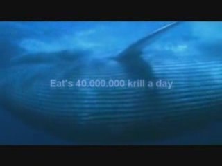 The Largest Animal in History 🐘